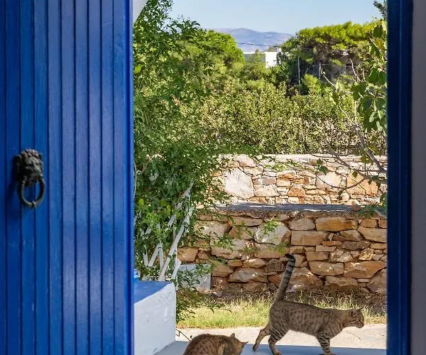 Blue Violet * دريوس